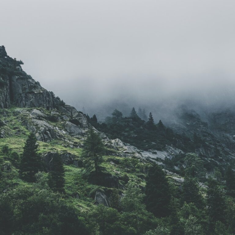 green leafed trees during fog time 167684.jpg
